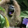 Book Kadine Chennu Thodumbol