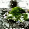 Book CHANDRAKANTHAM